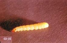 Image related to Nuisance and household pests-Flour moth