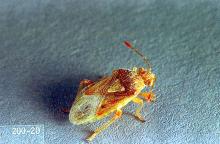 Image related to Nuisance and household pests-Grass bug