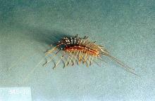 Image related to Nuisance and household pests-House centipede