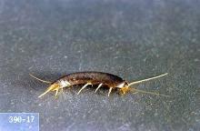 Image related to Nuisance and household pests-Silverfish