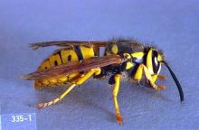 Image related to Nuisance and household pests-Wasp (yellow jacket)