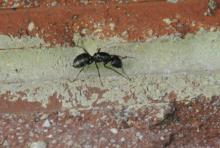 Carpenter ant worker