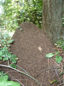 Western thatching ant- Nest