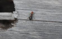 western thatching ant worker