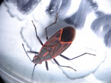 Western Boxelder Bug