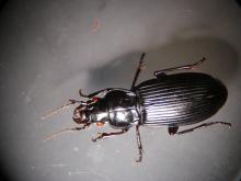 Carabid beetle