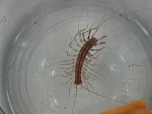 House centipede