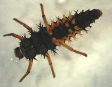 Larva of multicolored Asiatic ladybeetle