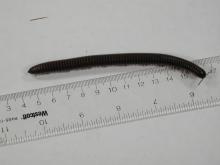 Tylobolus centipede