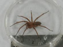 Hobo spider