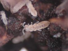 Springtail