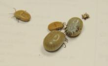 American dog ticks