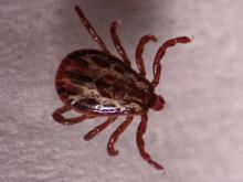 American dog tick