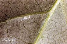 Image related to Nursery crop pests-Leafminers