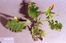 Image related to Nursery crop pests-Weevil