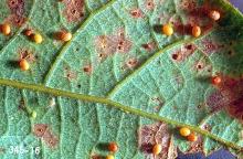 Image related to Oak, Garry (Quercus)-Leaf and twig gall