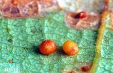 Image related to Oak, Garry (Quercus)-Leaf and twig gall