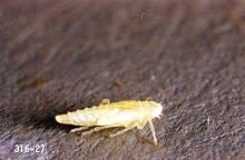 Image related to Oak (Quercus)-Rose leafhopper