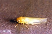 Image related to Oak (Quercus)-Rose leafhopper