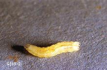 Image related to Parsnip-Carrot rust fly