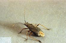 Image related to Pasture and grass hay-Black grass bug