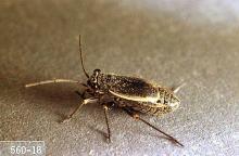 Image related to Pasture and grass hay-Black grass bug