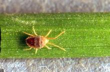 Image related to Pasture and grass hay-Clover and winter grain mite