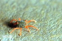 Image related to Pasture and grass hay-Clover and winter grain mite