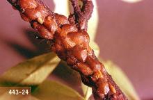 Image related to Peach and nectarine-Scale insect