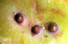 Image related to Peach and nectarine-Scale insect