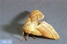 Image related to Pear, flowering (Pyrus)-Tent caterpillar