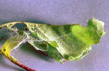 Image related to Pear-Leafroller