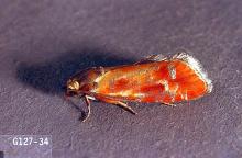 Image related to Pine (Pinus)-European pine shoot moth