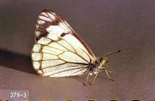 Image related to Pine (Pinus)-Pine butterfly