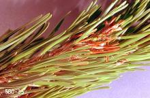 Image related to Pine (Pinus)-Pine needle sheath miner