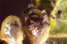 Image related to Poplar (Populus)-Lettuce root aphid