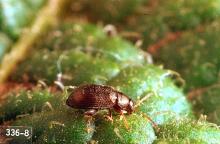 Image related to Potato, Irish-Flea beetle