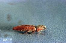 Image related to Potato, Irish-Wireworm