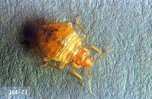 Image related to Public health pests-Bed bug