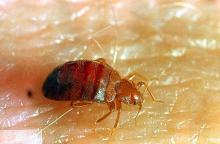 Image related to Public health pests-Bed bug