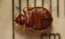 Adult bed bug