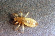 Image related to Public health pests-Human lice