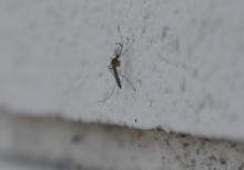 Culex mosquito- male