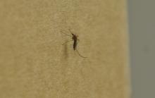 Culex mosquito- female