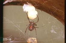 Image related to Public health pests-Poisonous spider