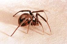 Image related to Public health pests-Poisonous spider