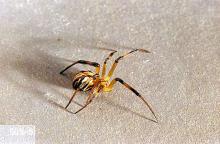 Image related to Public health pests-Poisonous spider