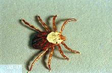 Image related to Public health pests-Tick