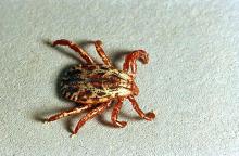 Image related to Public health pests-Tick