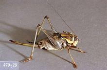 Image related to Rangeland-Mormon cricket